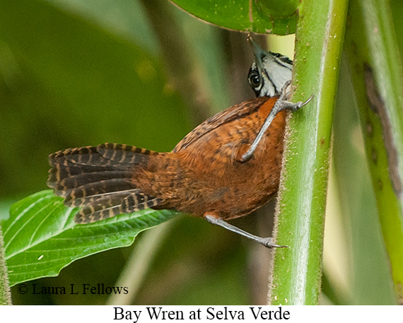 Bay Wren - &copy; Laura L Fellows and Exotic Birding LLC