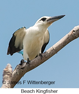 Beach Kingfisher - &copy; James F Wittenberger and Exotic Birding LLC