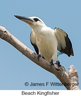 Beach Kingfisher - © James F Wittenberger and Exotic Birding LLC