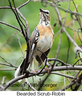 Bearded Scrub-Robin - © James F Wittenberger and Exotic Birding LLC