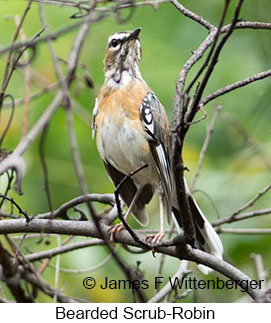 Bearded Scrub-Robin - © James F Wittenberger and Exotic Birding Tours Bearded Scrub-Robin - © James F Wittenberger and Exotic Birding Tours