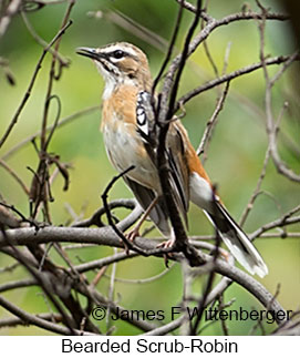 Bearded Scrub-Robin - © James F Wittenberger and Exotic Birding LLC