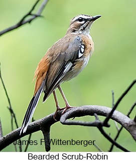 Bearded Scrub-Robin - © James F Wittenberger and Exotic Birding LLC