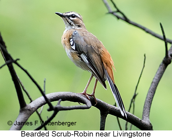Bearded Scrub-Robin - © James F Wittenberger and Exotic Birding LLC