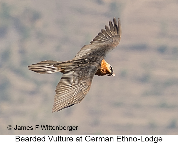 Bearded Vulture - © James F Wittenberger and Exotic Birding LLC