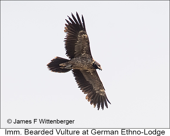 Bearded Vulture - © James F Wittenberger and Exotic Birding LLC