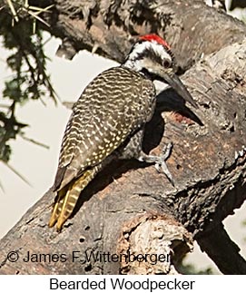 Bearded Woodpecker - © James F Wittenberger and Exotic Birding LLC