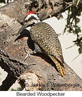 Bearded Woodpecker - © James F Wittenberger and Exotic Birding LLC