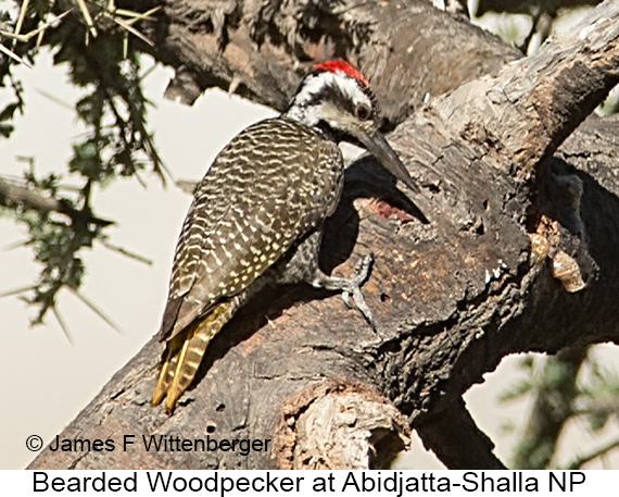 Bearded Woodpecker - © James F Wittenberger and Exotic Birding LLC Bearded Woodpecker - © James F Wittenberger and Exotic Birding LLC
