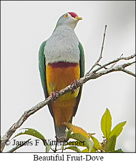 Beautiful Fruit-Dove - © James F Wittenberger and Exotic Birding LLC