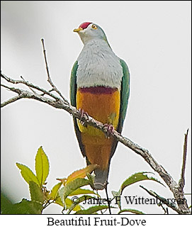 Beautiful Fruit-Dove - © James F Wittenberger and Exotic Birding LLC