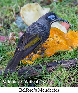 Belford's Melidectes - © James F Wittenberger and Exotic Birding LLC