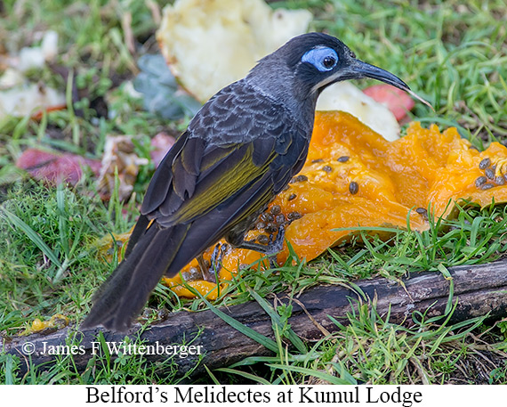 Belford's Melidectes - © James F Wittenberger and Exotic Birding LLC