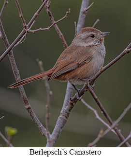 Berlepsch's Canastero - courtesy Cesar Bollatty