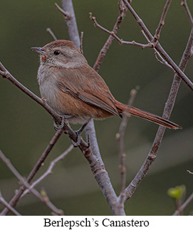 Berlepsch's Canastero - courtesy Cesar Bollatty