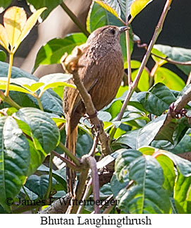 Bhutan Laughingthrush - © James F Wittenberger and Exotic Birding LLC Bhutan Laughingthrush - © James F Wittenberger and Exotic Birding LLC