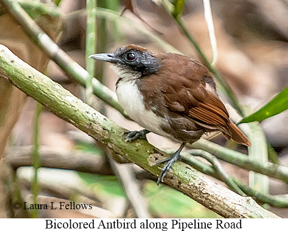 Bicolored Antbird - © Laura L Fellows and Exotic Birding LLC Bicolored Antbird - © Laura L Fellows and Exotic Birding LLC