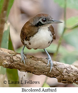 Bicolored Antbird - © Laura L Fellows and Exotic Birding LLC