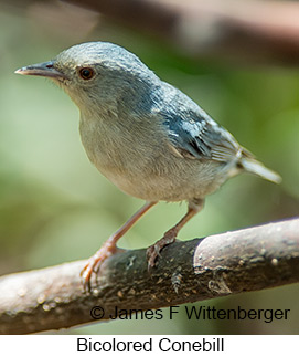 Bicolored Conebill - © James F Wittenberger and Exotic Birding LLC Bicolored Conebill - © James F Wittenberger and Exotic Birding LLC