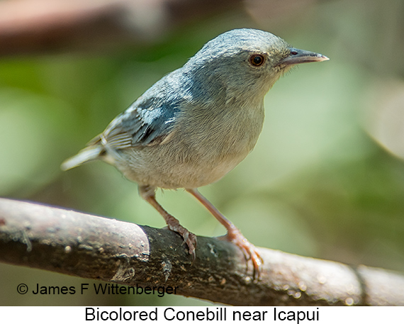 Bicolored Conebill - © James F Wittenberger and Exotic Birding LLC