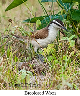 Bicolored Wren - © Laura L Fellows and Exotic Birding LLC