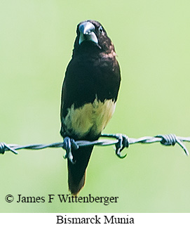 Bismarck Munia - © James F Wittenberger and Exotic Birding LLC