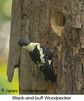 Black-and-buff Woodpecker - © James F Wittenberger and Exotic Birding LLC