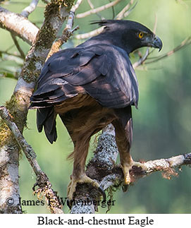Black-and-chestnut Eagle - &copy; James F Wittenberger and Exotic Birding LLC