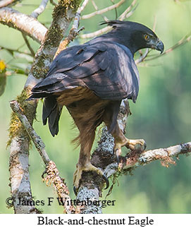 Black-and-chestnut Eagle - © James F Wittenberger and Exotic Birding LLC