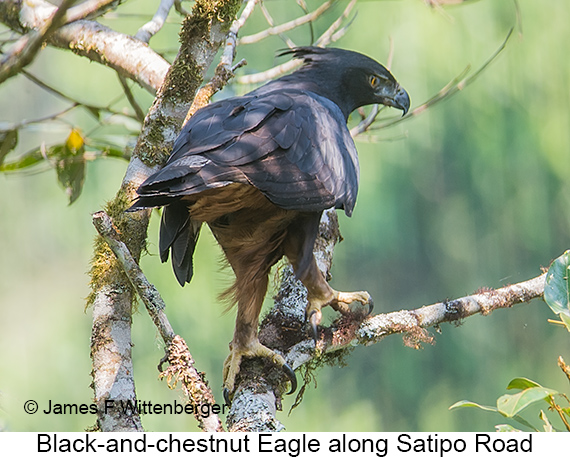 Black-and-chestnut Eagle - © James F Wittenberger and Exotic Birding LLC