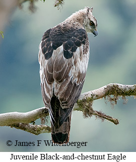 Black-and-chestnut Eagle - © James F Wittenberger and Exotic Birding LLC