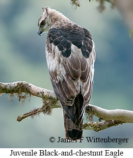 Black-and-chestnut Eagle - © James F Wittenberger and Exotic Birding LLC