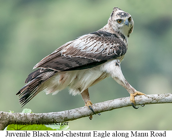 Black-and-chestnut Eagle - © James F Wittenberger and Exotic Birding LLC