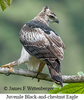 Black-and-chestnut Eagle - © James F Wittenberger and Exotic Birding LLC