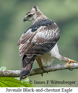 Black-and-chestnut Eagle - © James F Wittenberger and Exotic Birding LLC