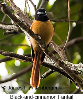 Black-and-cinnamon Fantail - &copy; James F Wittenberger and Exotic Birding LLC