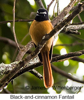 Black-and-cinnamon Fantail - © James F Wittenberger and Exotic Birding LLC