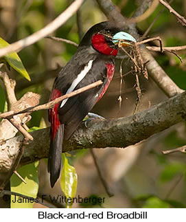 Black-and-red Broadbill - © James F Wittenberger and Exotic Birding LLC