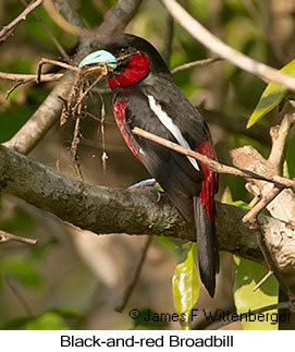 Black-and-red Broadbill - © James F Wittenberger and Exotic Birding LLC