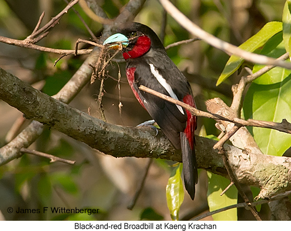 Black-and-red Broadbill - © James F Wittenberger and Exotic Birding LLC