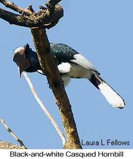 Black-and-white-casqued Hornbill - © Laura L Fellows and Exotic Birding LLC