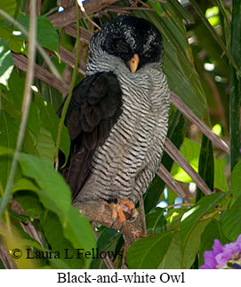 Black-and-white Owl - © Laura L Fellows and Exotic Birding LLC