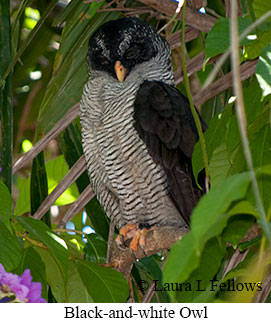 Black-and-white Owl - © Laura L Fellows and Exotic Birding LLC