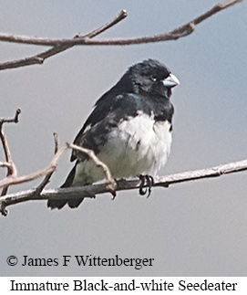 Black-and-white Seedeater - &copy; James F Wittenberger and Exotic Birding LLC