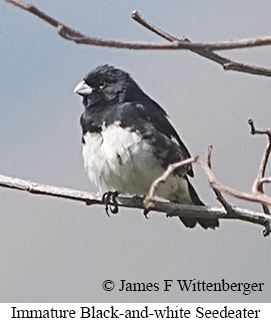 Black-and-white Seedeater - &copy; James F Wittenberger and Exotic Birding LLC