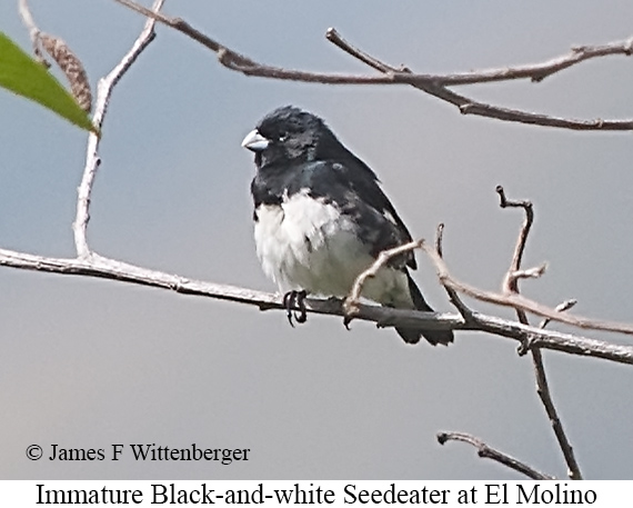 Black-and-white Seedeater - &copy; James F Wittenberger and Exotic Birding LLC