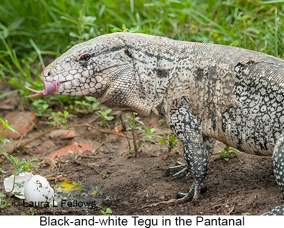 Black-and-white Tegu - © James F Wittenberger and Exotic Birding LLC