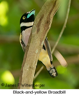 Black-and-yellow Broadbill - © James F Wittenberger and Exotic Birding LLC