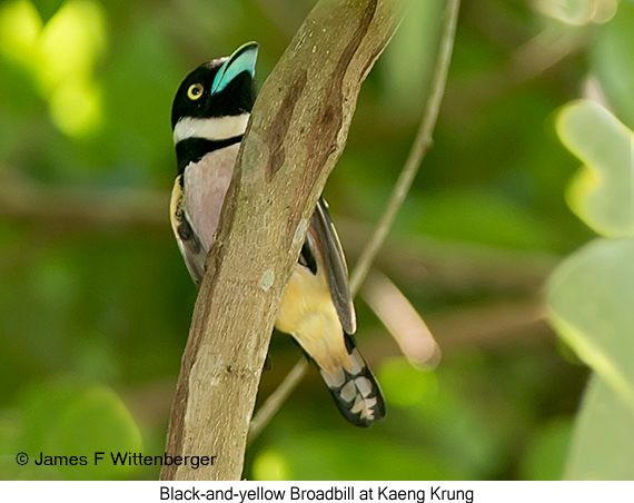 Black-and-yellow Broadbill - © James F Wittenberger and Exotic Birding LLC