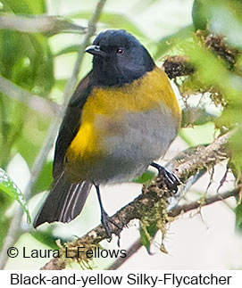 Black-and-yellow Silky-flycatcher - © Laura L Fellows and Exotic Birding LLC